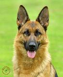 German Shepherd Dog 9B51D-11